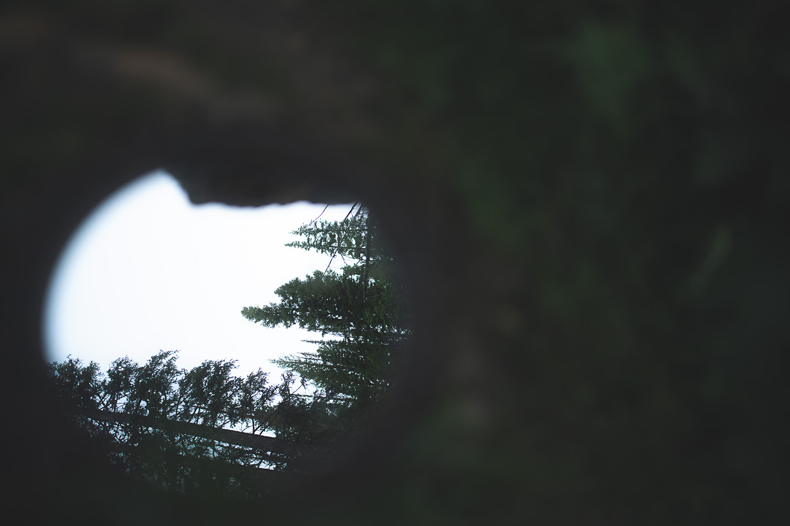 Details of trees towering above the forest floor from a mirror reflection